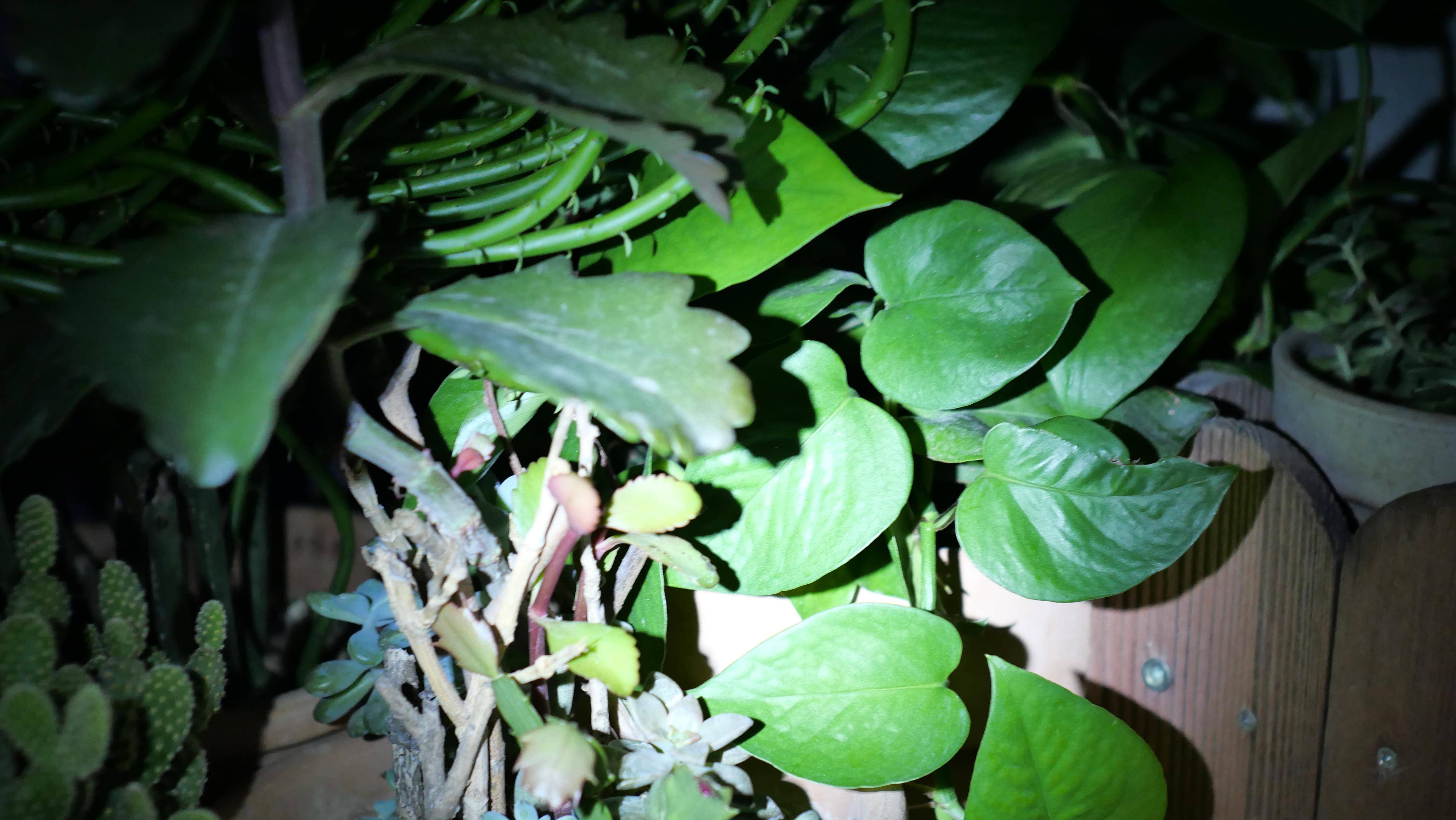 款超赞凯瑞兹露营灯露营灯-CL2ky开元棋牌不允许有人不知道这(图15) 款超赞凯瑞兹露营灯露营灯-CL2ky开元棋牌不允许有人不知道这(图15)